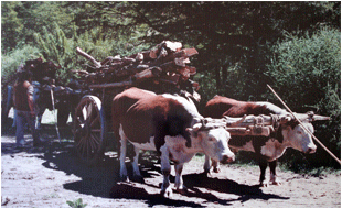 Ampliar fotos Pioneros