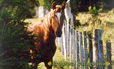 Ampliar Fotos - paisajes rupestres - Patagonia Chile 