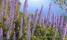 Ampliar Fotos Safaris Fotograficos