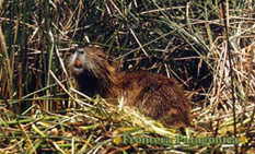 Ampliar Fotos Safaris Fotograficos