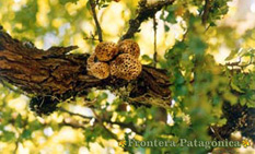 Ampliar Fotos Safaris Fotograficos