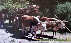 Ampliar Fotos - La ruta de los pioneros